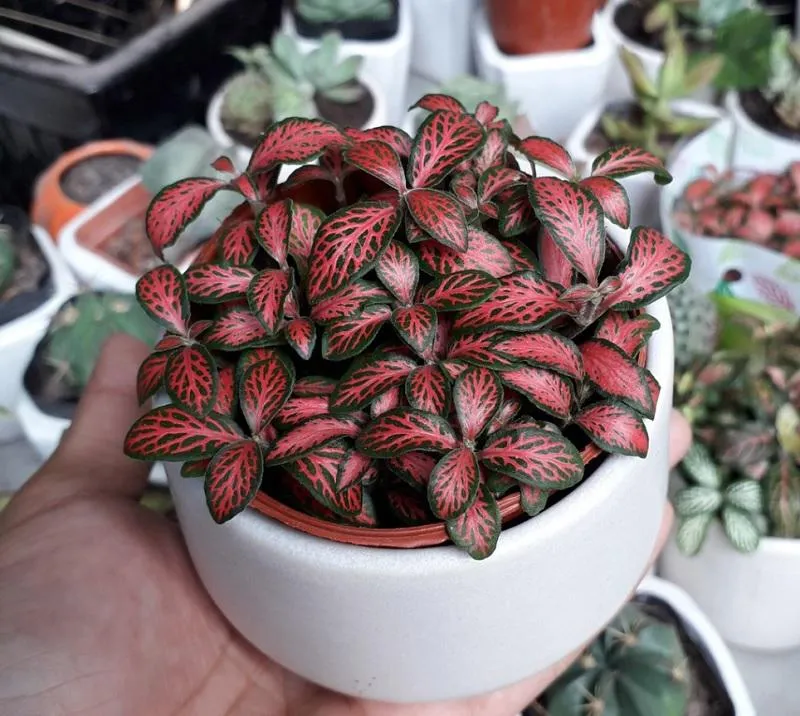 mệnh hỏa hợp cây gì
