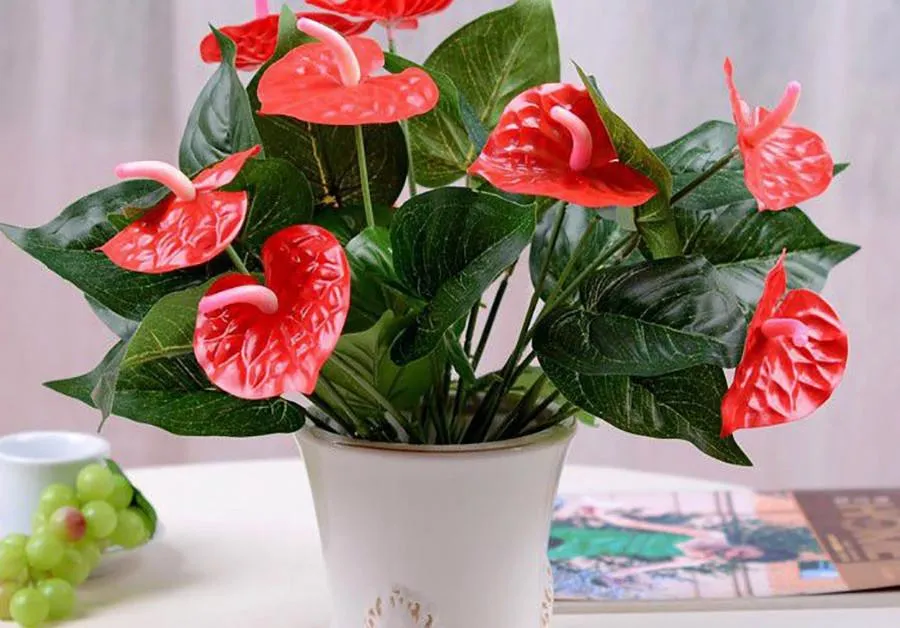 Mệnh hỏa hợp cây gì