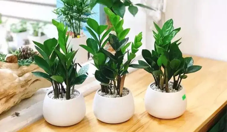 mệnh hỏa hợp cây gì