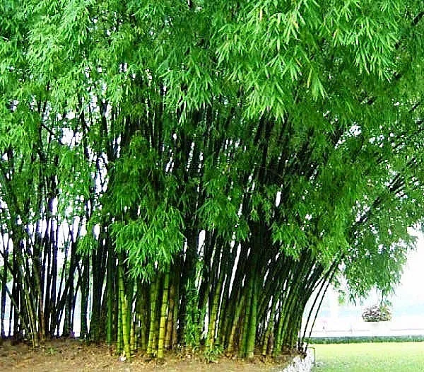 Hạn chế lại gần bụi tre, cây đa hay cây đề